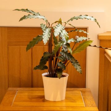 Calathea Rufibarba - Velvet Calathea - 60cm tall