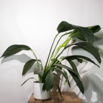 Spathiphyllum Sensation - Large Specimen - circa 160cm 