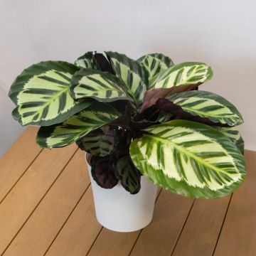 Calathea Makoyana