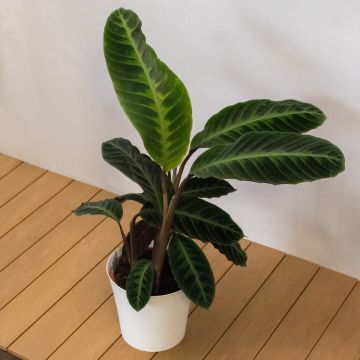 Calathea Warscewiczii