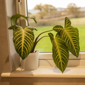 Anthurium Botanische Xanthosoma Lindeii