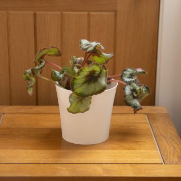 Begonia Leaf Rieger - Foliage Houseplant
