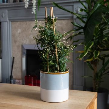 Jasmine polyanthum White - 40cm