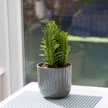 Euphorbia trigona- African milk tree - 30cm