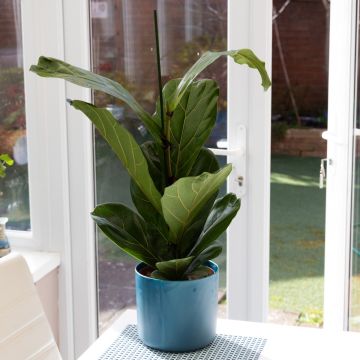 Ficus Lyrata - Fiddle Leaf Fig - 75cm
