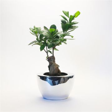Ficus Ginseng Bonsai in Contemporary Silver Ceramic Planter