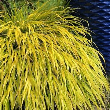 Hakonechloa Macra All Gold