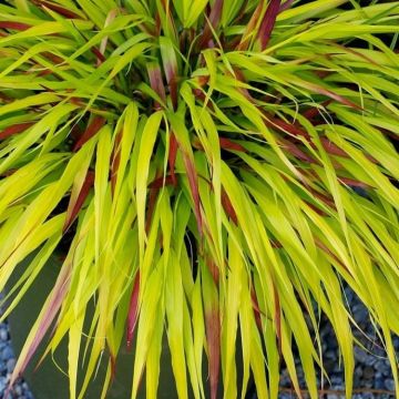 Hakonechloa macra Sunflare