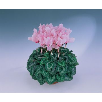 Cyclamen Light Pink with Eye