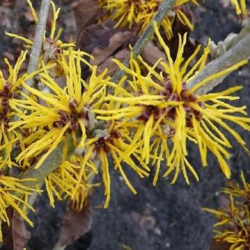 Hamamelis vernalis Amanda - Witch Hazel - LARGE