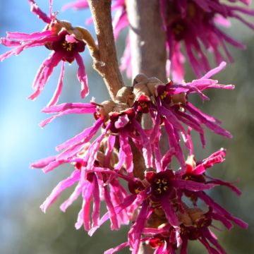 Hamamelis vernalis Amethyst - Witch Hazel