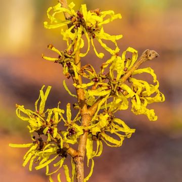 Hamamelis x intermedia Angelly - Witch Hazel