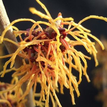 Hamamelis Aurora - Witch Hazel - LARGE