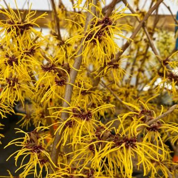 Hamamelis intermedia 'Barmstedt Gold' - Witch Hazel