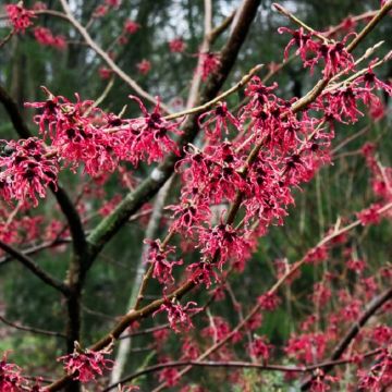 Hamamelis Birgit - Witch Hazel - LARGE