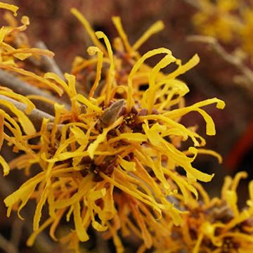 Hamamelis mollis 'Jermyns Gold' - Witch Hazel