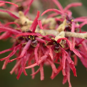 Hamamelis intermedia 'Livia' - Witch Hazel 