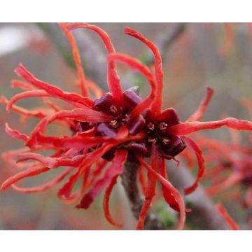 Hamamelis intermedia 'Rubin' - Witch Hazel 