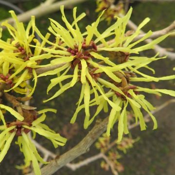 Hamamelis intermedia 'Sunburst' - Witch Hazel 