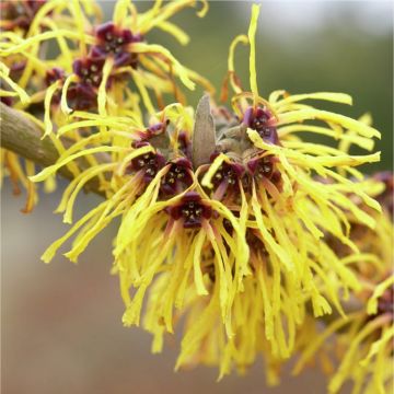 Hamamelis intermedia Yamina - Bronze Leaf Witch Hazel