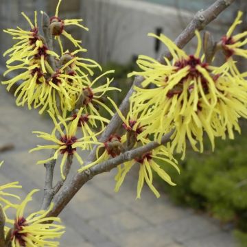 Hamamelis intermedia 'Primavera' - Witch Hazel 