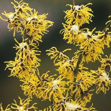 Hamamelis mollis - Witch Hazel