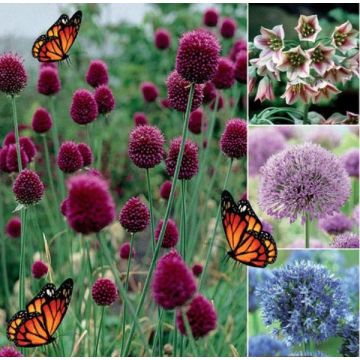 Happy Butterfly Collection - Pack of 50 Bulbs
