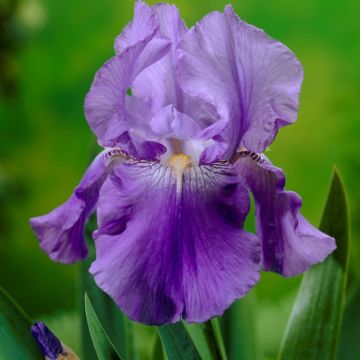 Iris Harbour Blue