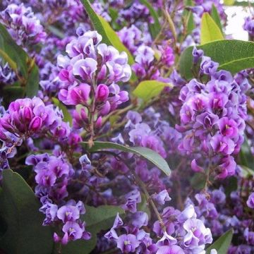 Hardenbergia violacea "Happy Wanderer" - Evergreen Purple Coral Pea