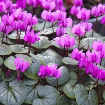 Hardy Cyclamen Coum Soft Pink Flowering Plants in Bud 
