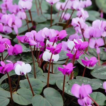 Hardy Cyclamen Coum - Pack of THREE Plants