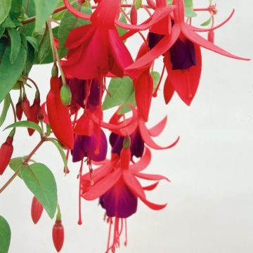 Fuchsia Brutus - Hardy Purple & Red Fuchsia