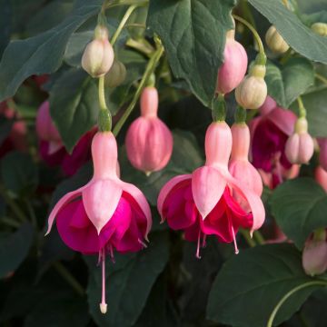 Fuchsia Garden News - Hardy Fuchsia