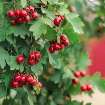 Crataegus Monogyna - Hawthorn - Bare Root Hedging 100-125cm - Pack of 12