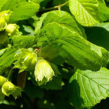 Corylus Avellana - Hazel - Bare Root Hedging 60-80cm - Pack of 12