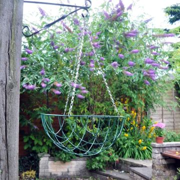 Hanging Basket - 14 Inch