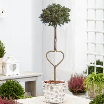 Heart Shaped Trunk Lollipop Bay Tree in White Basket
