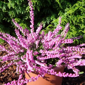 Heather Plant - Calluna Annmarie