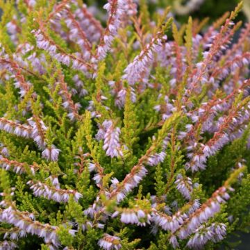 Heather Plant - Calluna 'Cuprea'