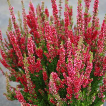 Heather Plant - Calluna 'Disco Queen'