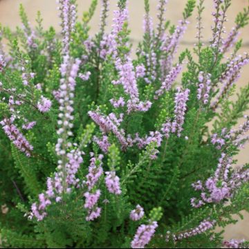 Heather Plant - Calluna 'Kerstin'