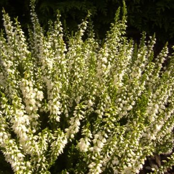 Heather Plant - Calluna 'Lucky White'