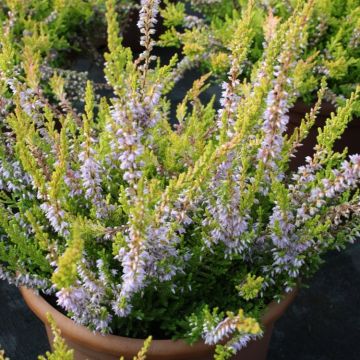 Heather Plant - Calluna 'Sunrise'