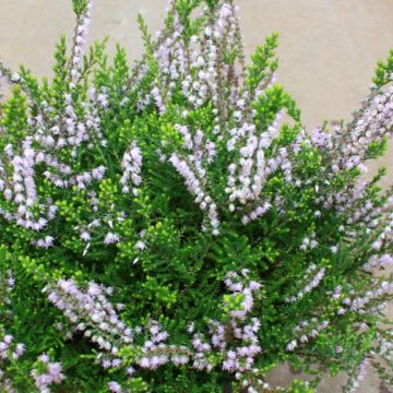 Heather Plant - Calluna 'Easter Bonfire'