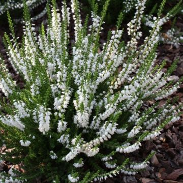 Heather Plant - Calluna 'Hammondii'