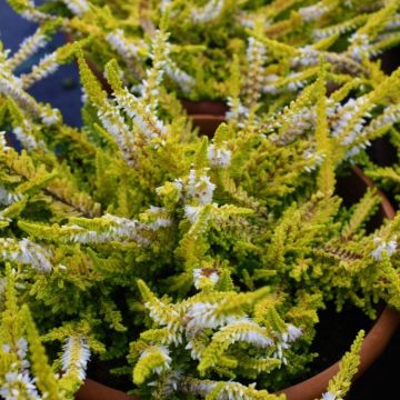 Heather Plant - Calluna 'Hannover'