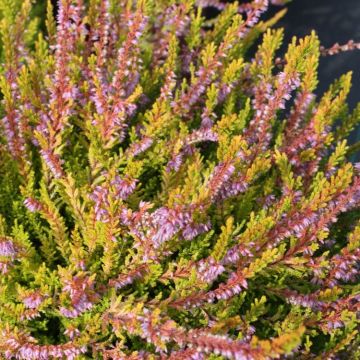 Heather Plant - Calluna 'Julia'