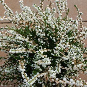 Heather Plant - Calluna 'Kinlochruel'