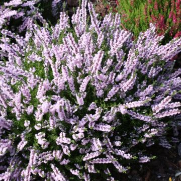 Heather Plant - Calluna 'Radnor'