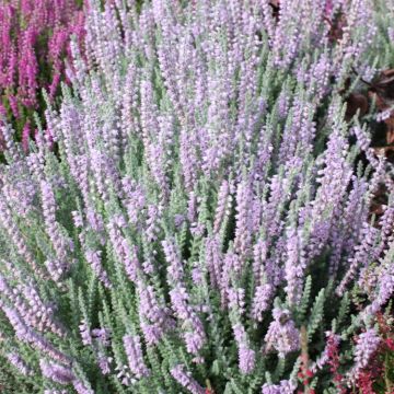 Heather Plant - Calluna 'Silver Knight'